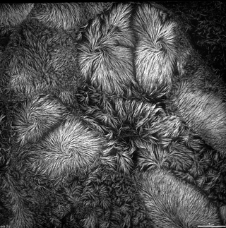 Illustration for article titled OMG These Images of the Sub-Microscopic World Are Amazing
